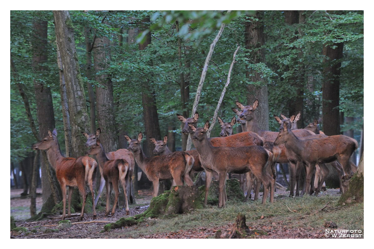 - Ein Rudel Kahlwild -    ( Brunftzeit )