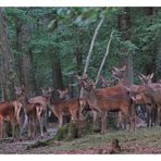 - Ein Rudel Kahlwild -    ( Brunftzeit )