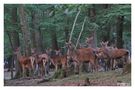 - Ein Rudel Kahlwild -    ( Brunftzeit ) von Wolfgang Zerbst - Naturfoto