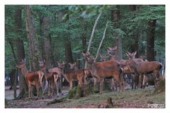 - Ein Rudel Kahlwild -    ( Brunftzeit )