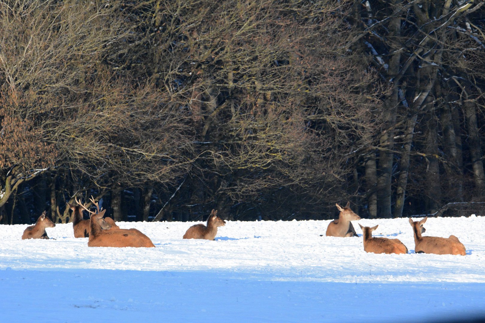 Ein Rudel Kahlwild ruhte heute bei Sonne im Schnee.