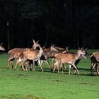 Ein Rudel Kahlwild tritt zum Äsen aus dem Wald aus