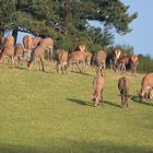 Ein Rudel Rotwild äst bei Wintersonne