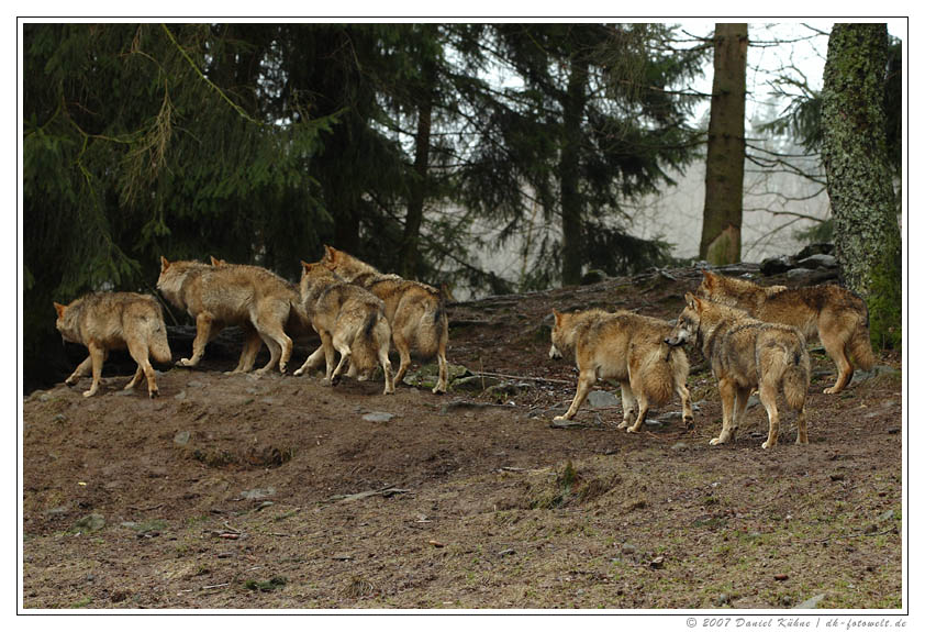 ein rudel schäferhunde...