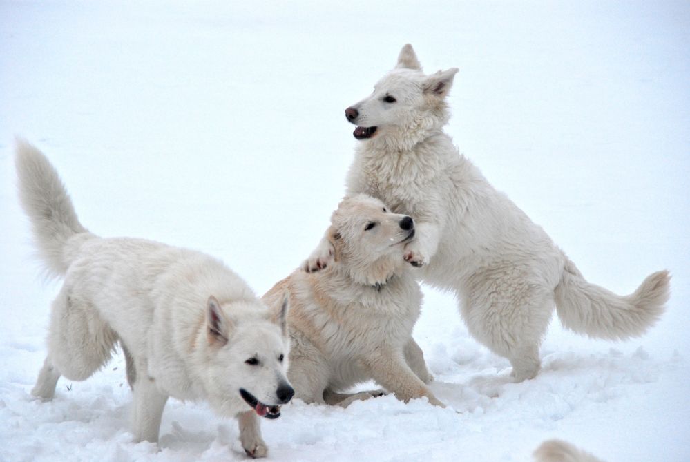 Ein Rudel Schneeflocken