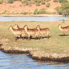 Ein Rudel weiblicher Ellipsenwasserböcke am Chobe