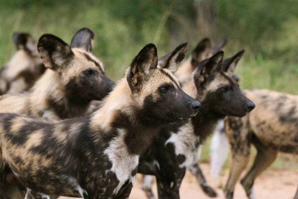 ein rudel wildhunde