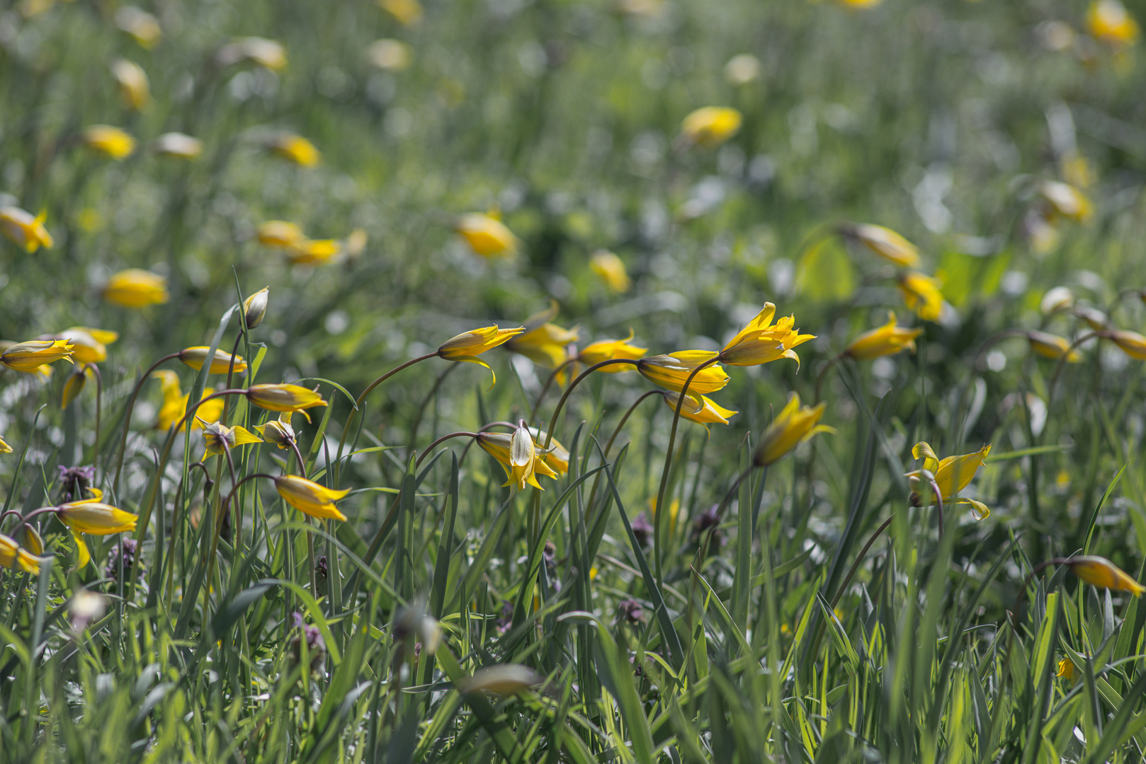 ein Rudel Wildtulpen