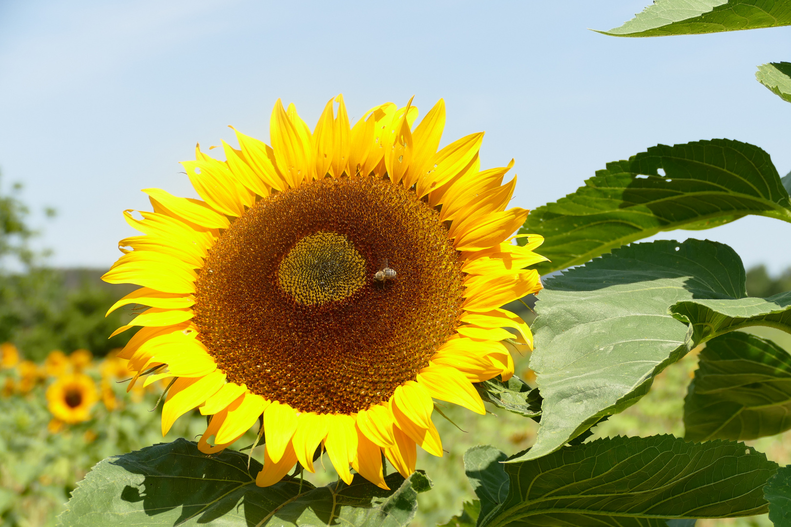 Ein Rückblick als noch die Sonnenblumen blühten