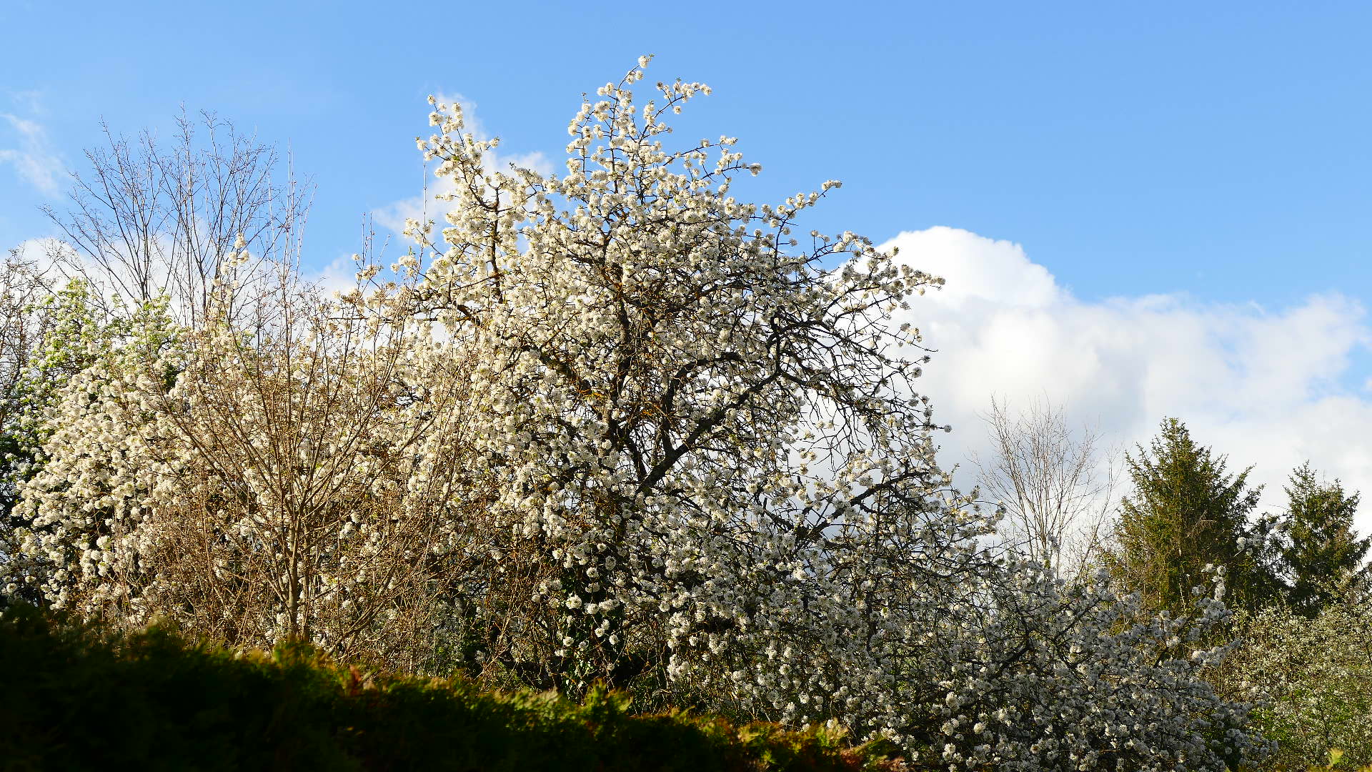 Ein Rückblick auf die Kirschenblüte