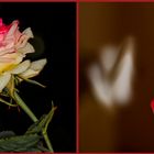 Ein Rückblick auf's Rosenjahr ( 3 )