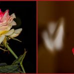 Ein Rückblick auf's Rosenjahr ( 3 )