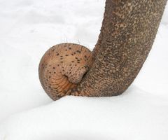 ein rüssel im schnee