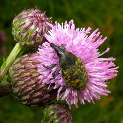 Ein Rüsselkäfer  (Gattung Larinus ?), etwa 1 cm lang.