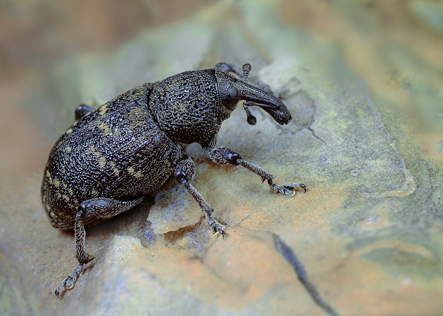 Ein Rüsselkäfer. (Großer brauner Rüsselkäfer)