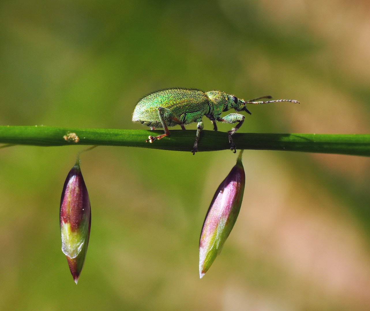 Ein Rüsselkäfer (Phyllobius virideaeris) * 