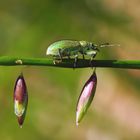 Ein Rüsselkäfer (Phyllobius virideaeris) * 