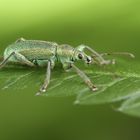 Ein Rüsselkäfer (Seidiger Glanzrüssler)