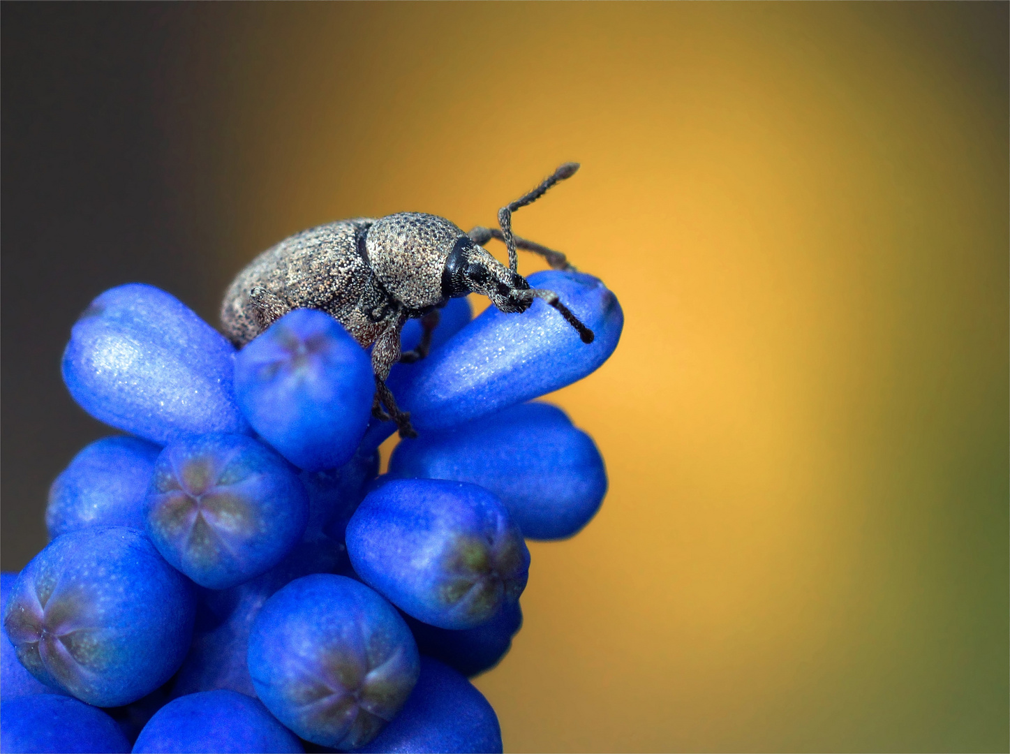 Ein Rüssler macht blau...