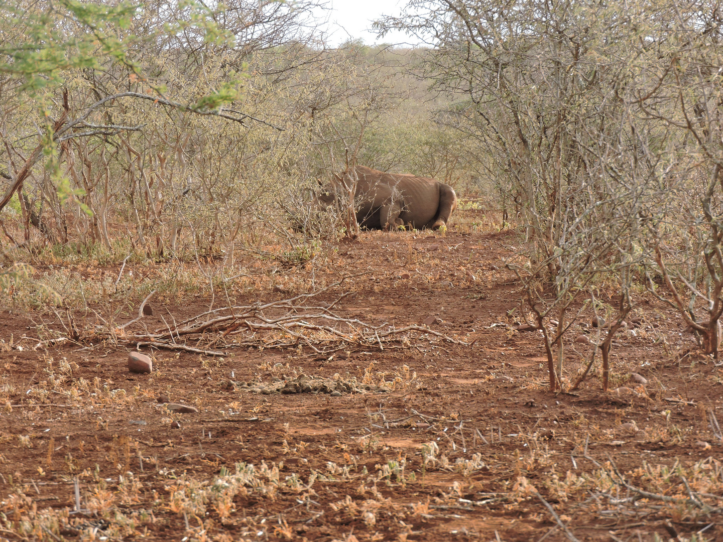 Ein ruhender Nashorn-Bulle .