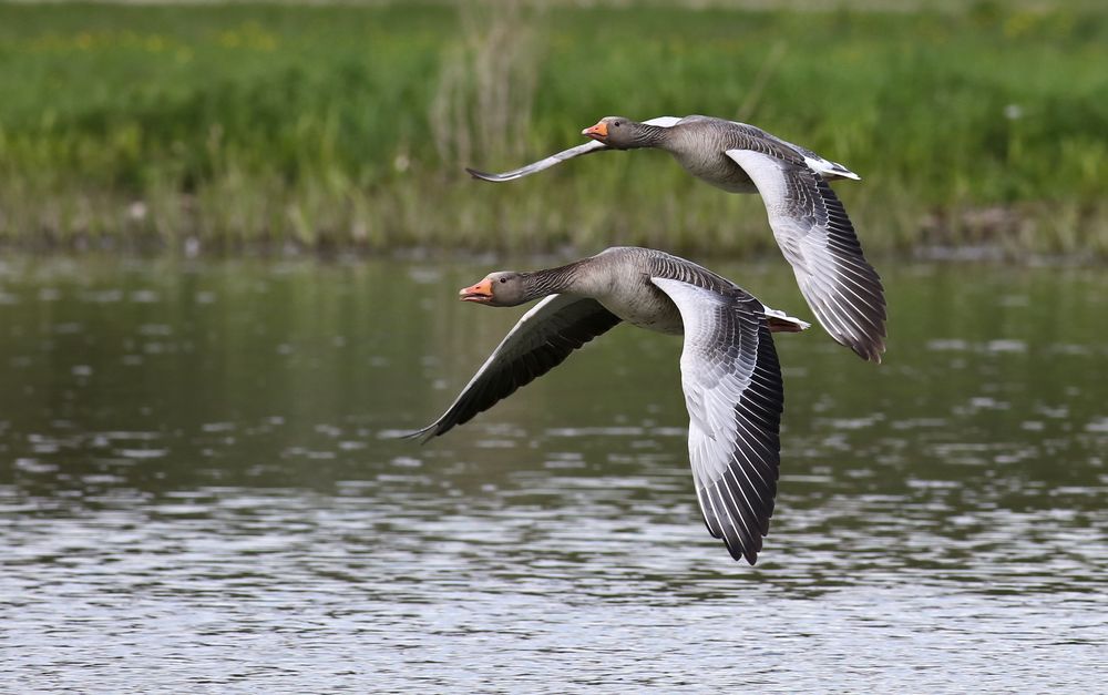 Ein ruhiger Flug