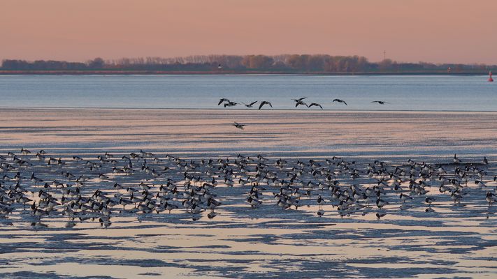ein ruhiger Morgen an der Elbe