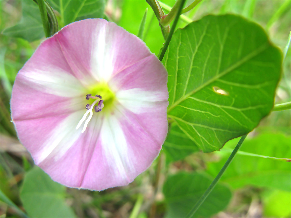 ein rundes Blümchen