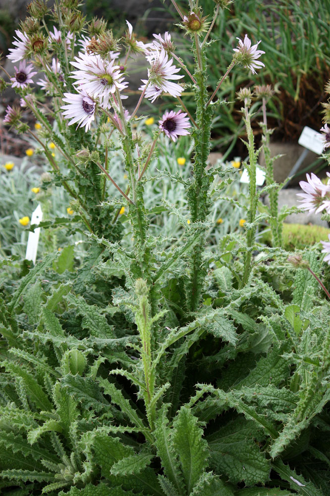 ein Rundgang durch den botan. Garten (11) 