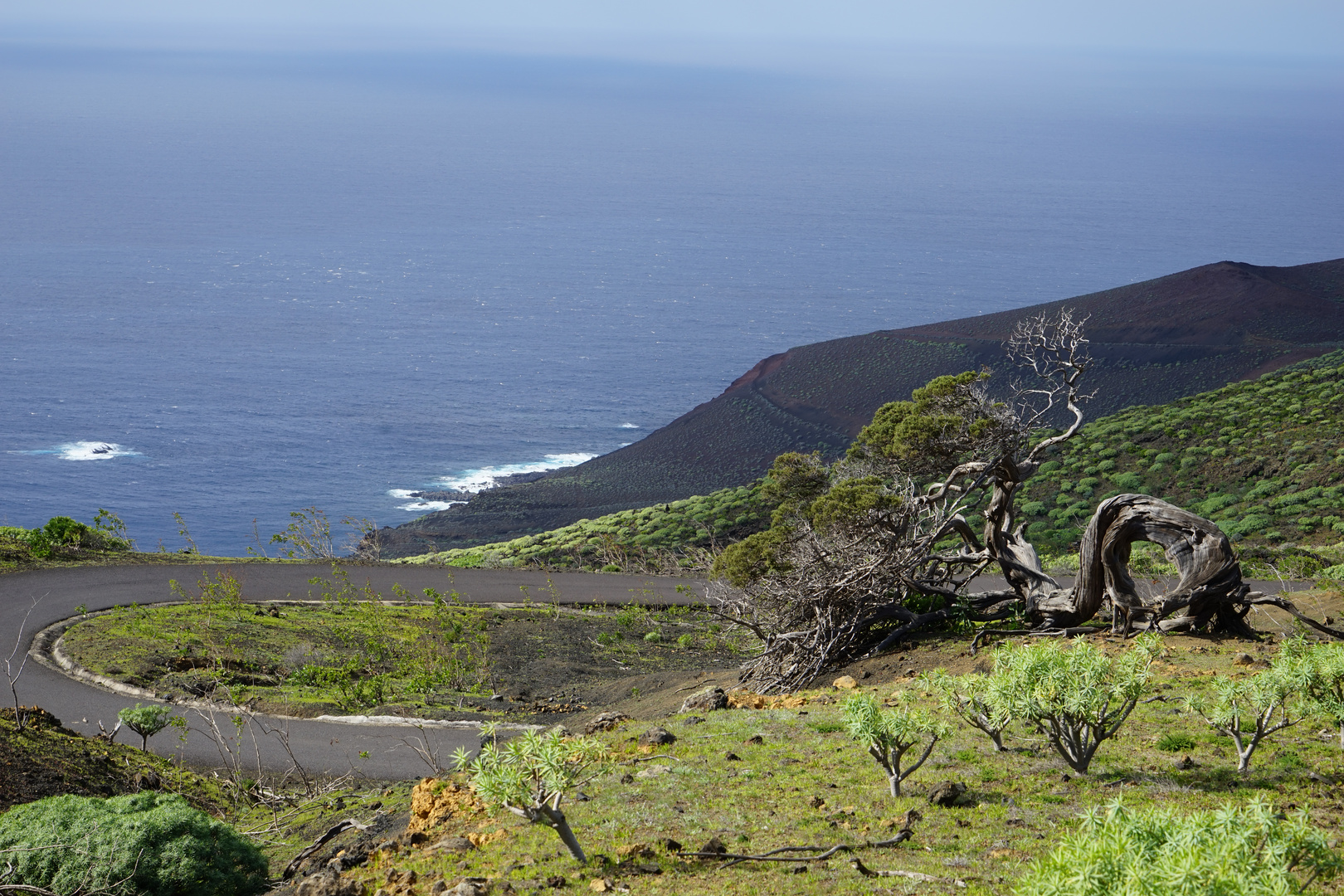 Ein Sabinar in der einsamen Landschaft im Westen von El Hierro