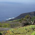 Ein Sabinar in der einsamen Landschaft im Westen von El Hierro