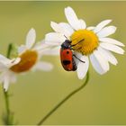 Ein Sackkäfer auf Kamille