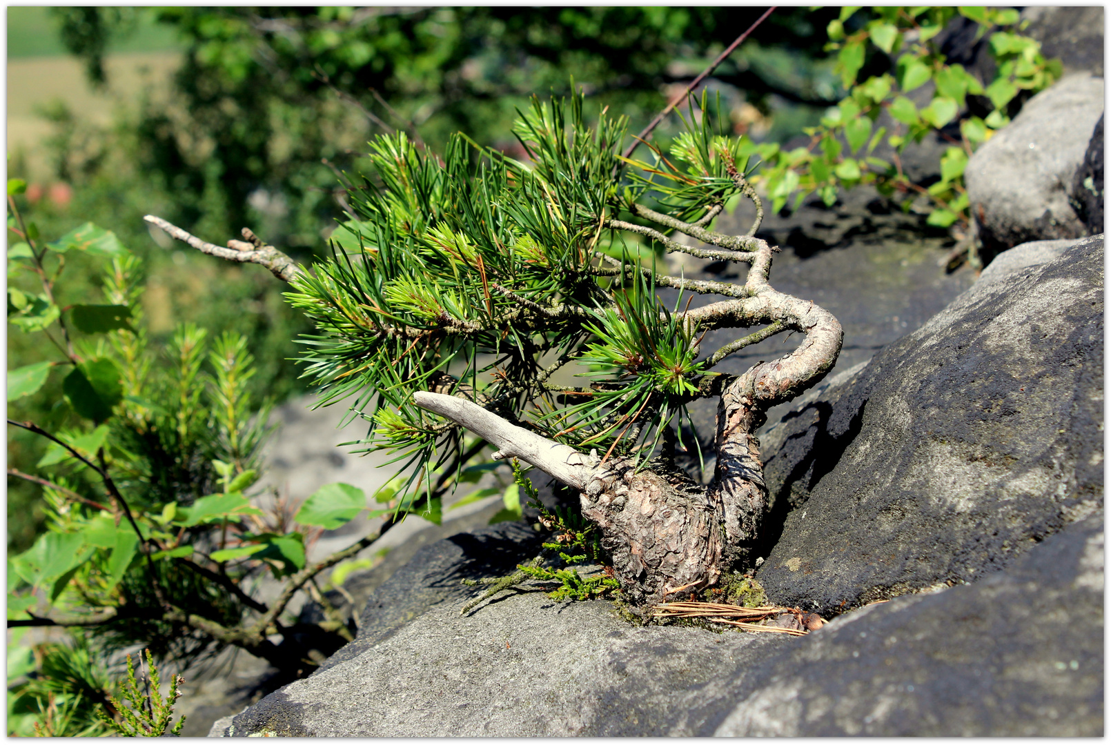 Ein sächsischer Bonsai