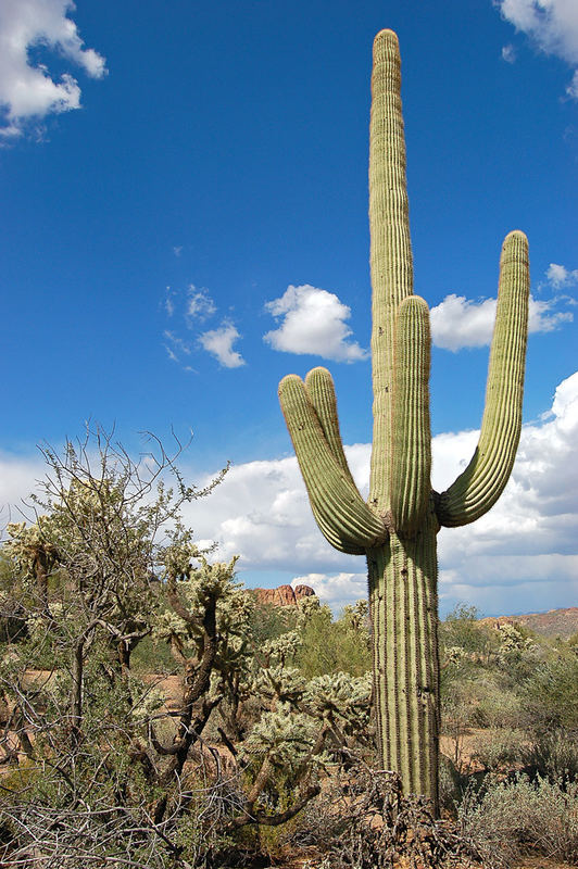 ein Saguaro in Arizona