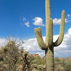 ein Saguaro in Arizona