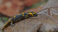 Ein Salamander im Herbstlaub ...
