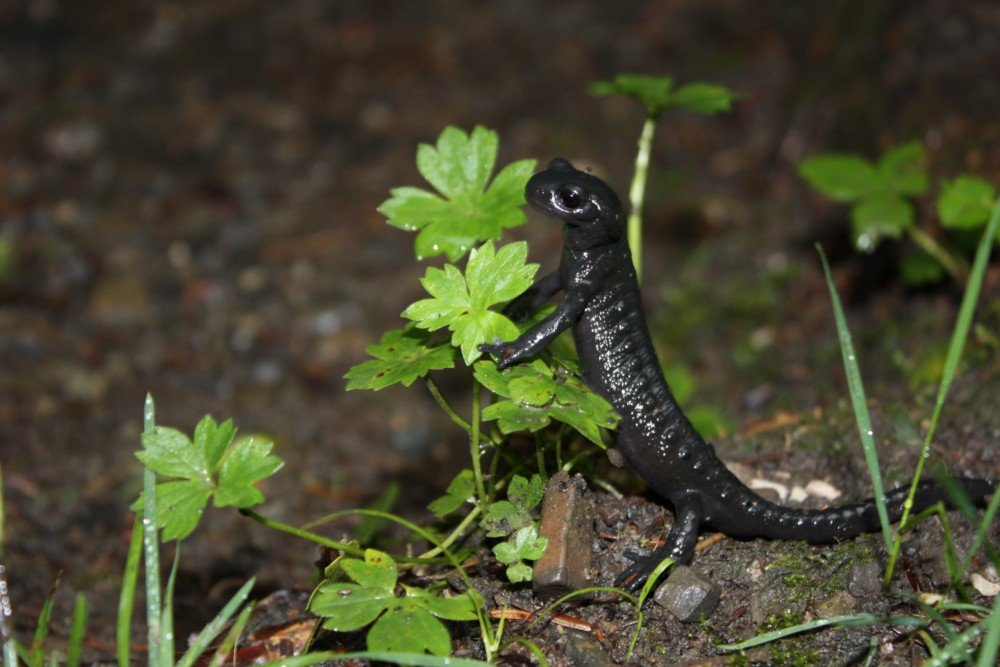 Ein Salamander und sein Freund die Mücke