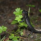 Ein Salamander und sein Freund die Mücke