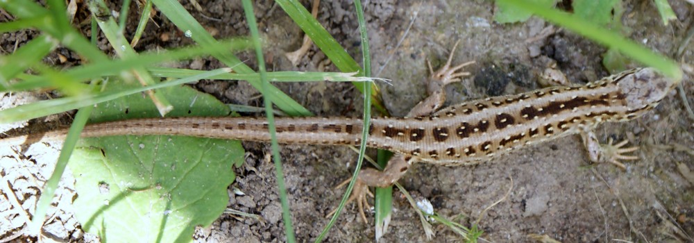 Ein Salamander vor der Flucht