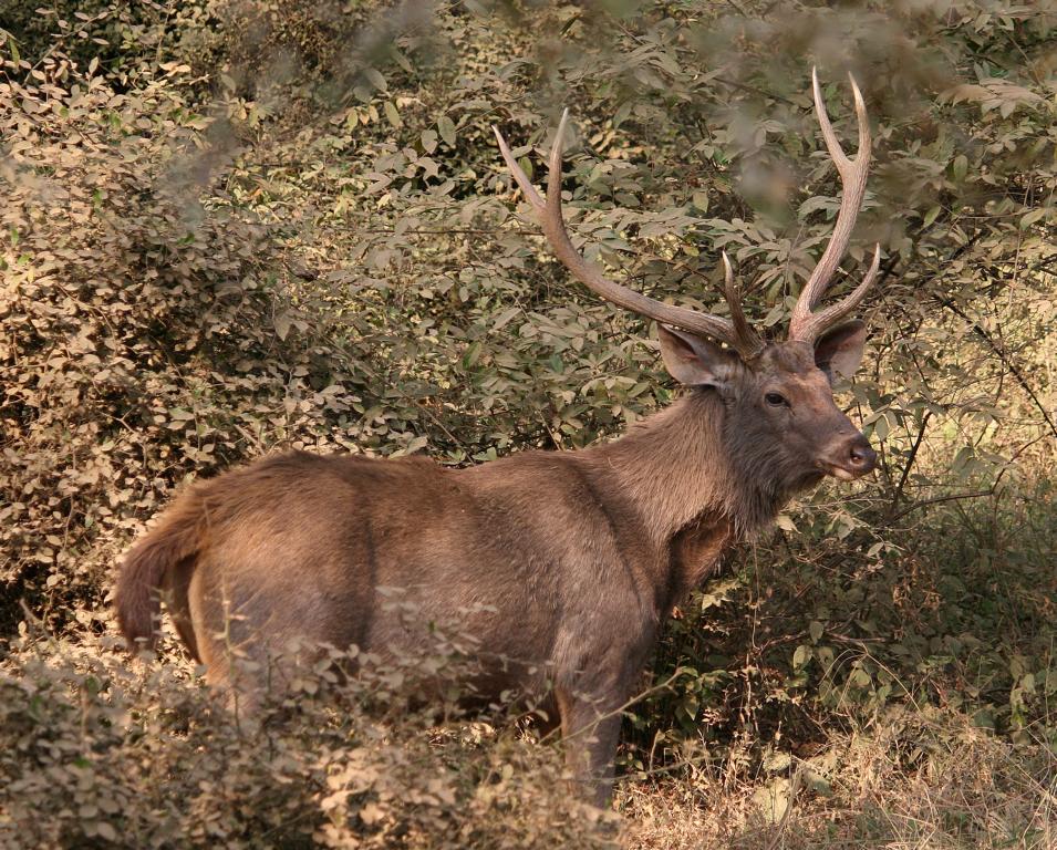 ein Samba-Hirsch im Ranthambore-Tiger-Nationalpark