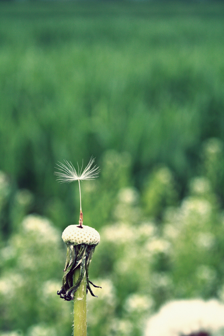 EIN SAMen