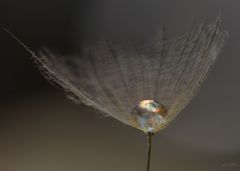 ein Samen mit Wassertropfen