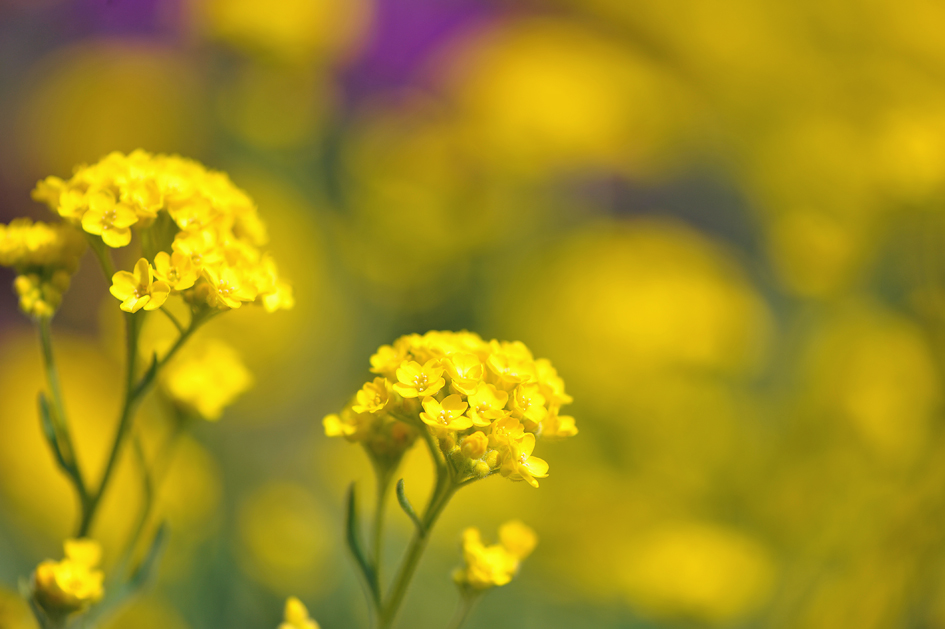 Ein Samstag im Garten: Goldgelb