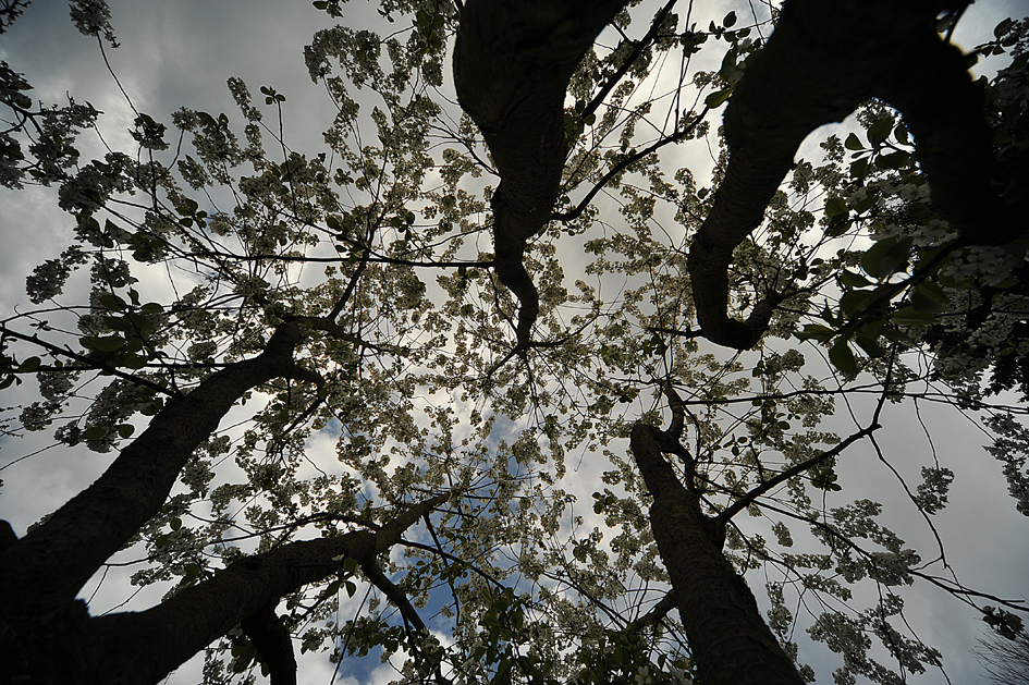 Ein Samstag im Garten: Sauerkirschbaum