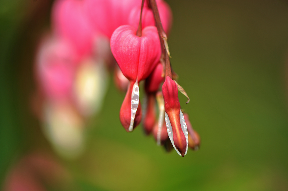 Ein Samstag im Garten: Tränendes Herz