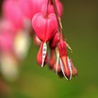 Ein Samstag im Garten: Tränendes Herz