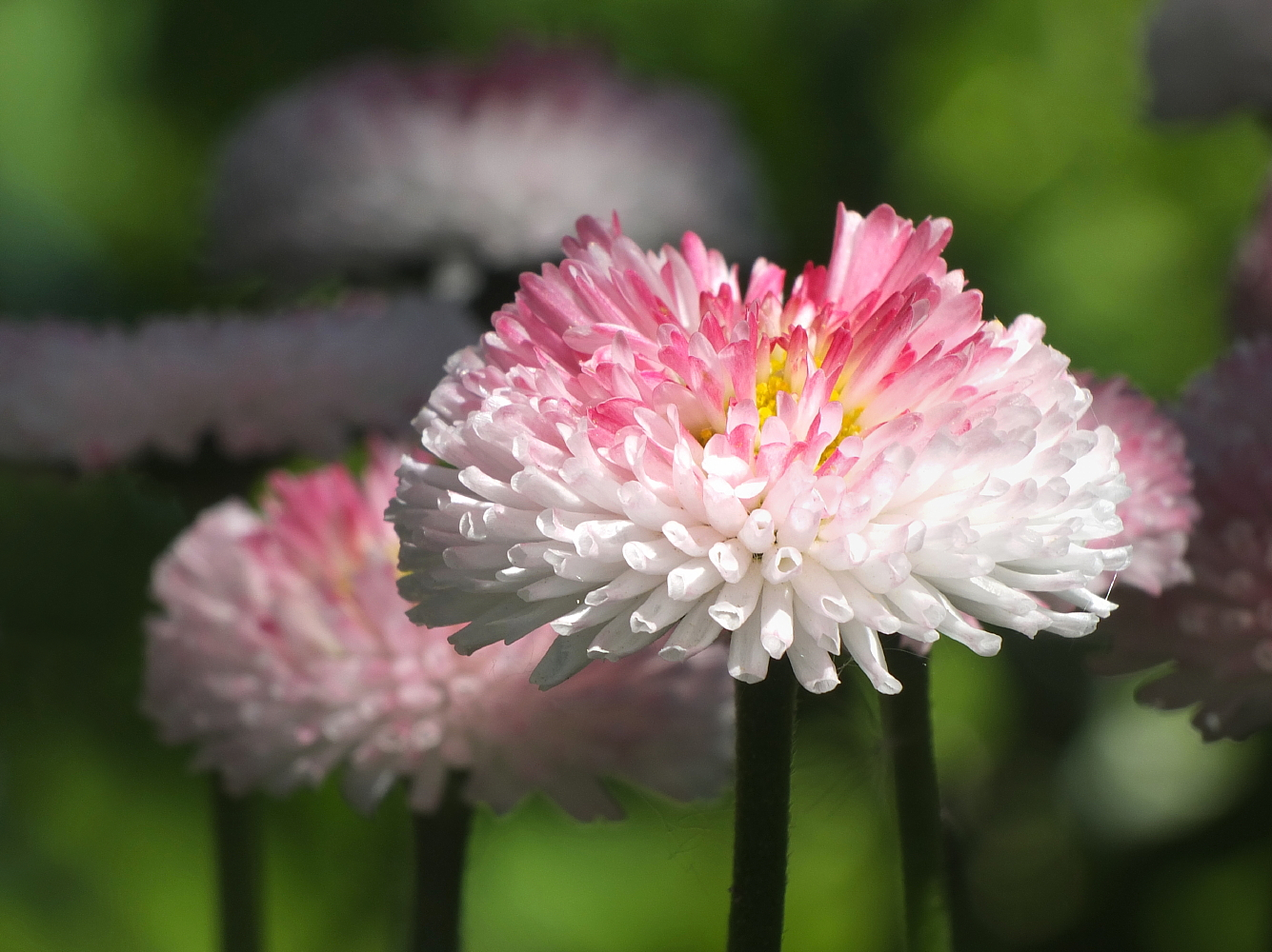 Ein Samstagsblümchen