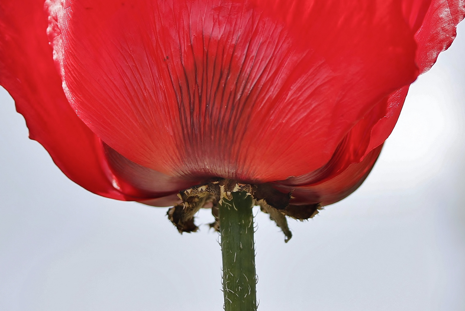 ein Samstagsblümchen