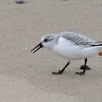 Ein Sanderling sucht am Nordseestrand bei Domburg (NL, Zeeland) nach Futter.