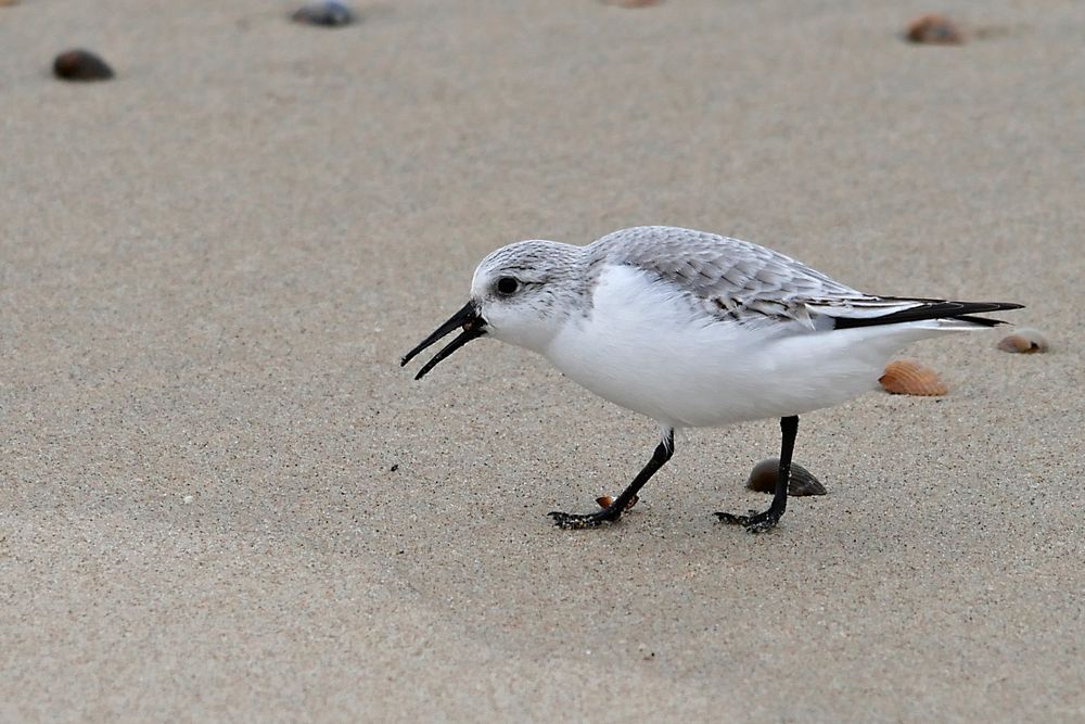 Ein Sanderling sucht am Nordseestrand bei Domburg (NL, Zeeland) nach Futter.