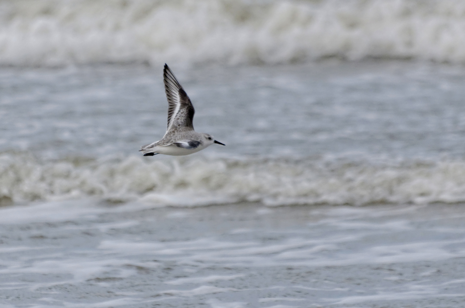 Ein Sanderling über Sand